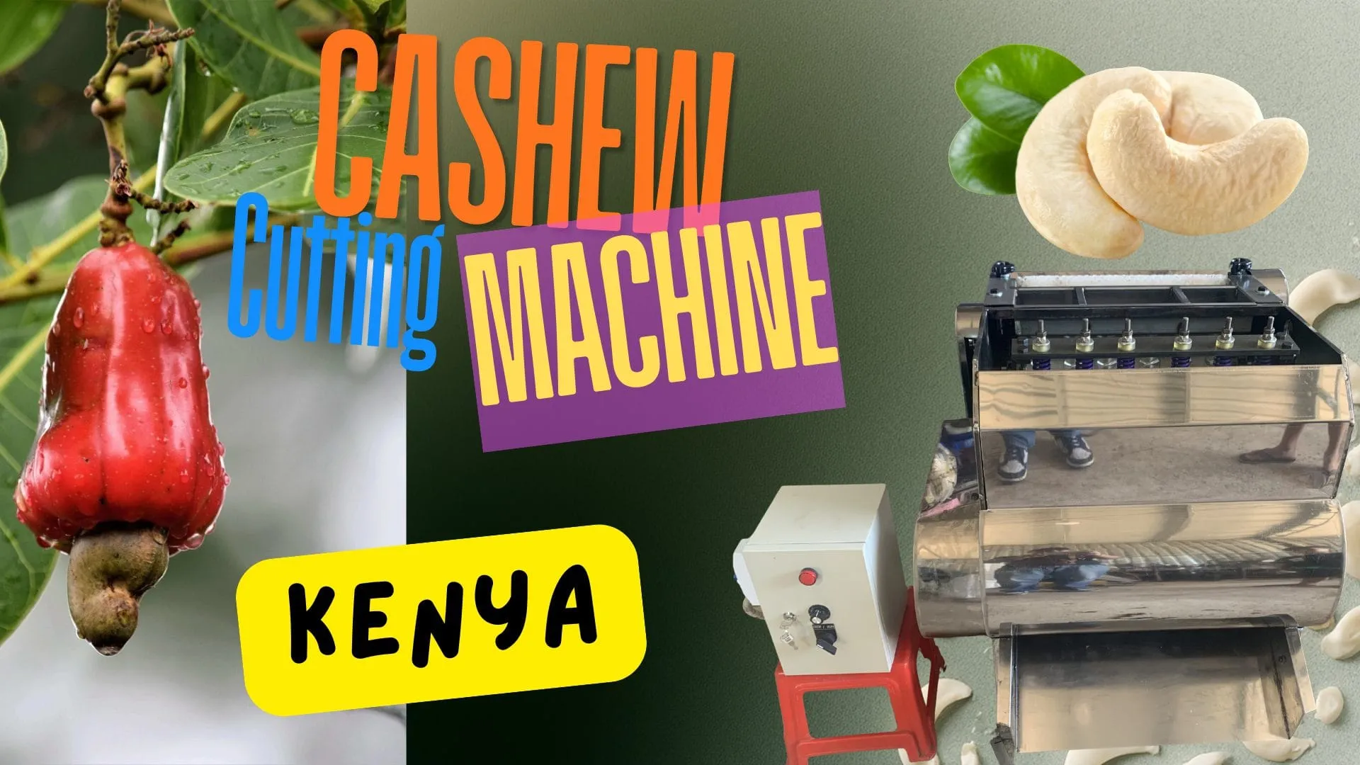Raw cashew nuts from Kenya's coastal growing region ready for cutting machine processing
