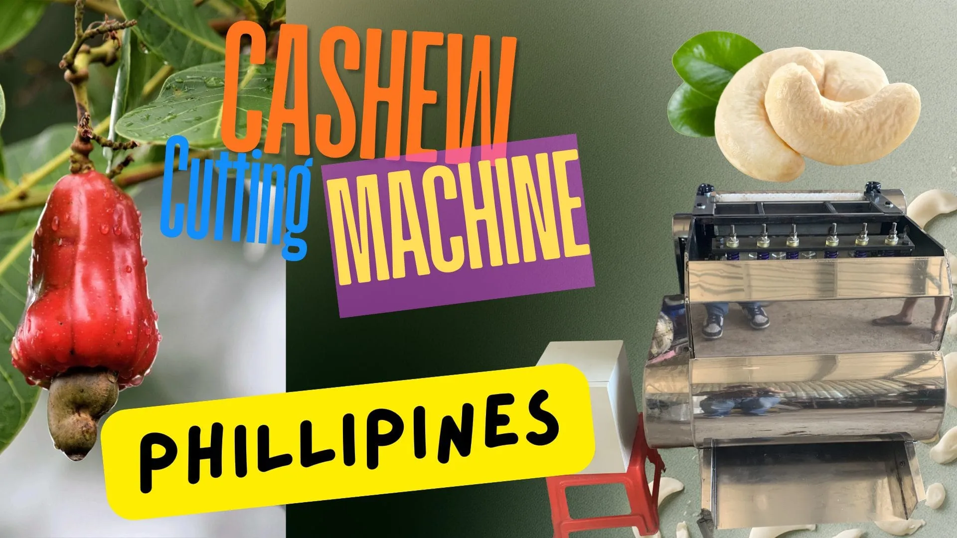 Raw cashew nuts from a Philippine growing region ready for processing
